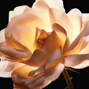 Dior Prestige Le Cushion Teint de Rose Anti-Aging Foundation faces dior prestige le cushion teint de rose anti aging foundation